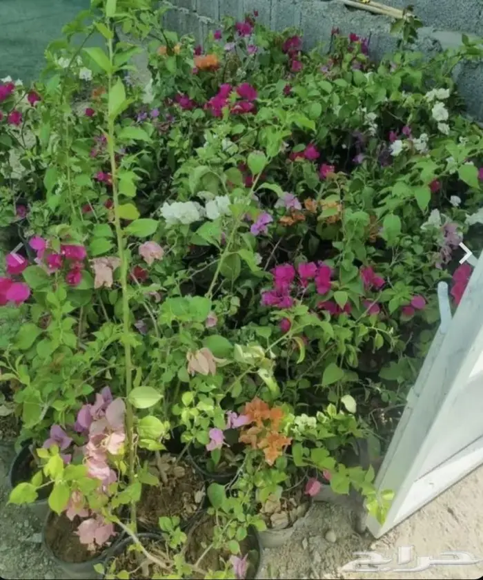 شتلات جهنمية ملونه زينه 15ريال 1