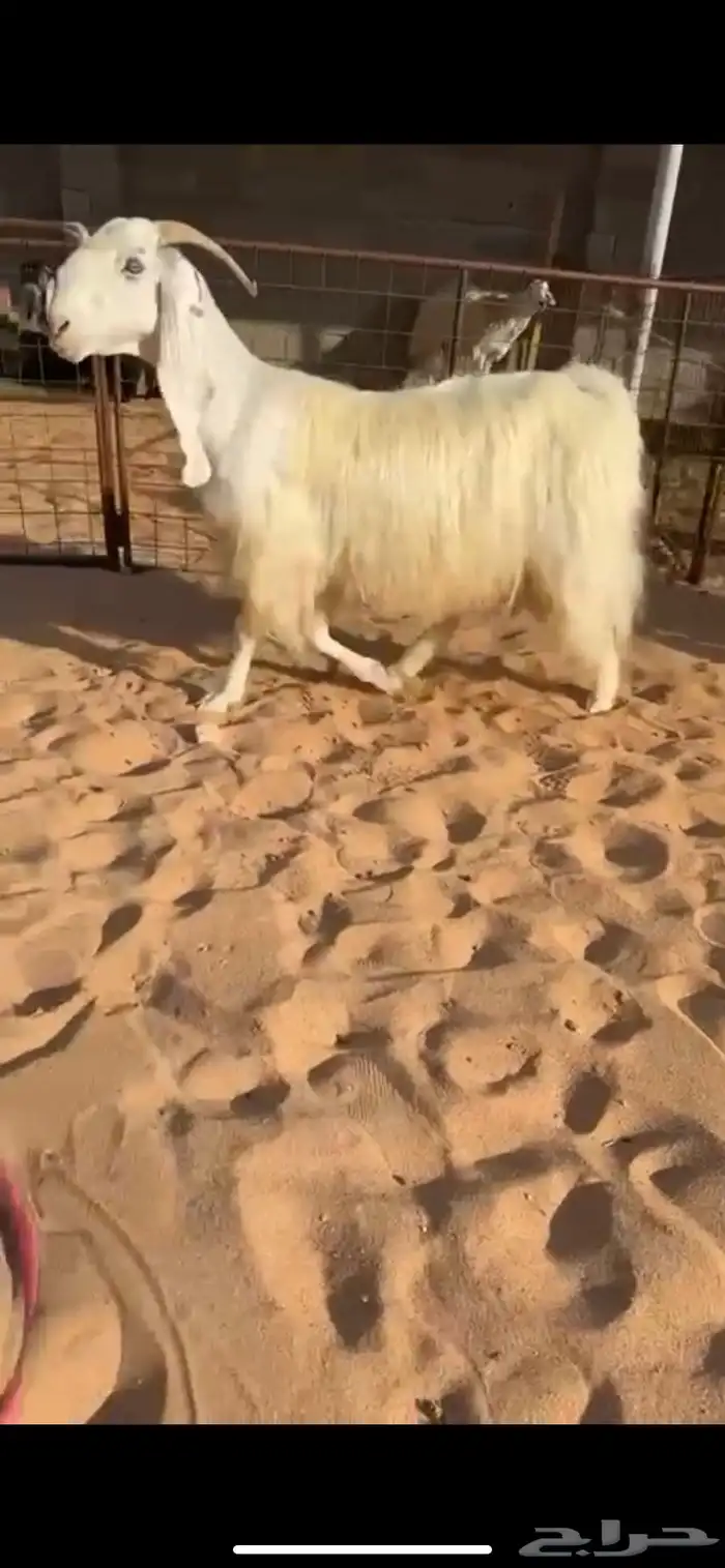 عنز مطوره خصم الخصمم (( تم البيع )) 0