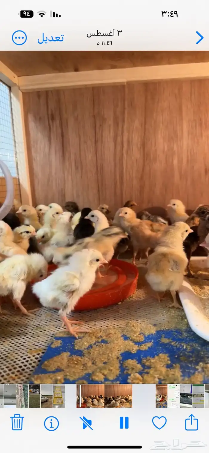 صوص بلدي وفيومي للبيع ريالين جمله 3