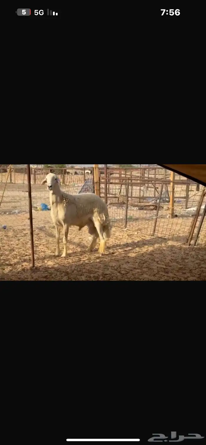 فحل صنف 0