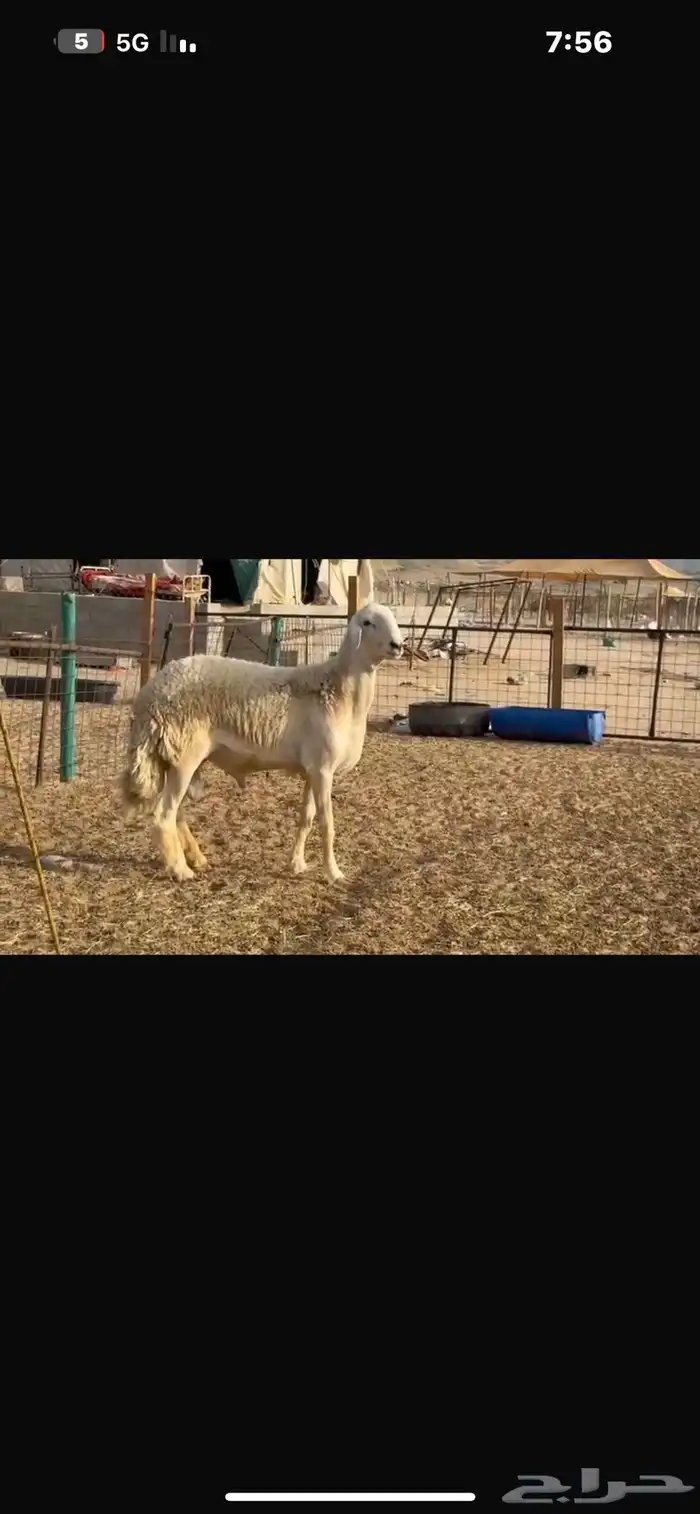 فحل صنف 6