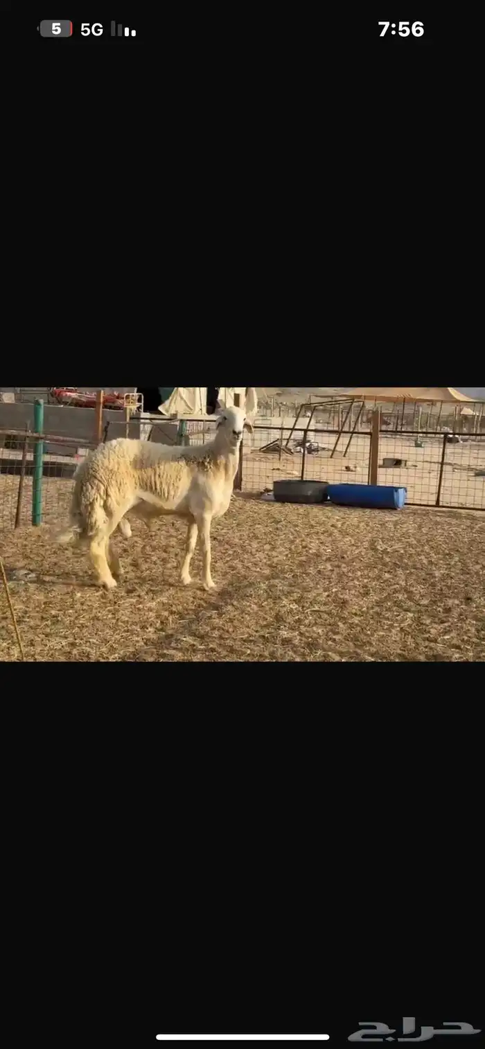 فحل صنف 4
