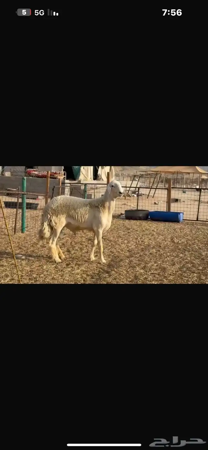 فحل صنف 2