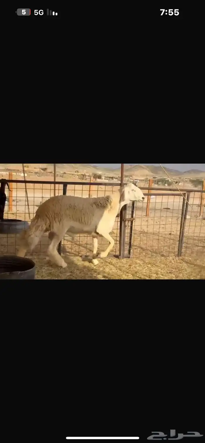 فحل صنف 10