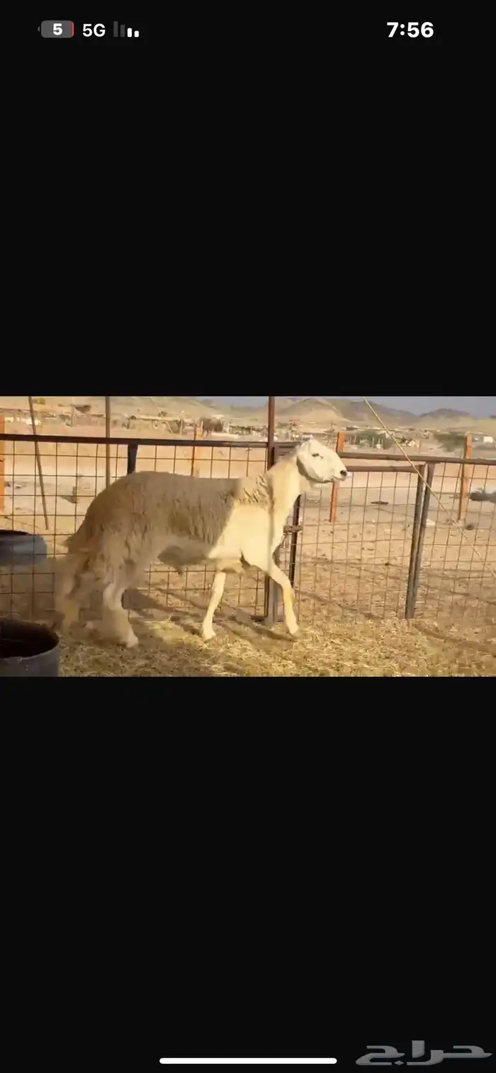 فحل صنف 3
