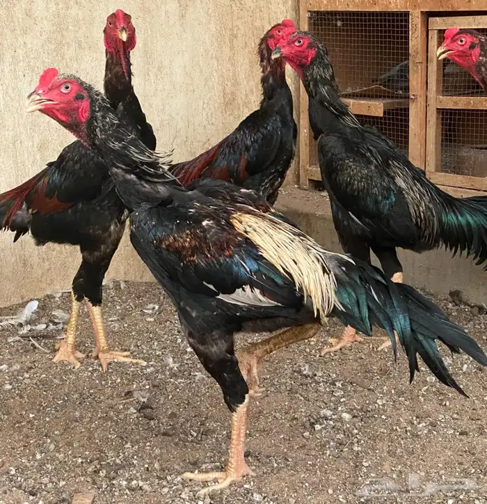 ديوك برازيلية محاربة صنف عالي مميز وفاخر ( تم البيع ) 12