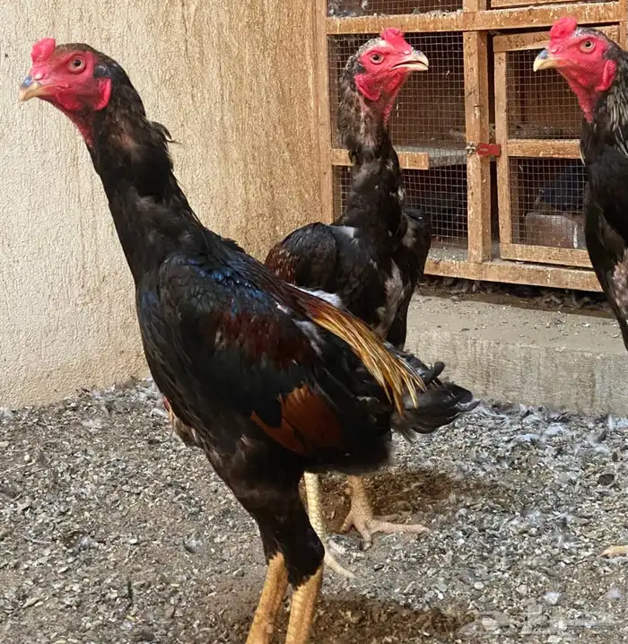 ديوك برازيلية محاربة صنف عالي مميز وفاخر ( تم البيع ) 3