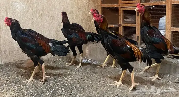 ديوك برازيلية محاربة صنف عالي مميز وفاخر ( تم البيع ) 36