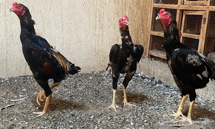 ديوك برازيلية محاربة صنف عالي مميز وفاخر ( تم البيع ) 26