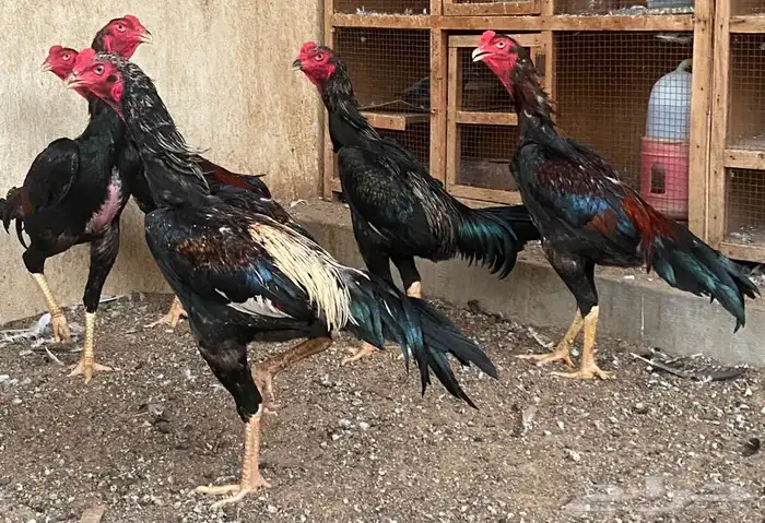 ديوك برازيلية محاربة صنف عالي مميز وفاخر ( تم البيع ) 11