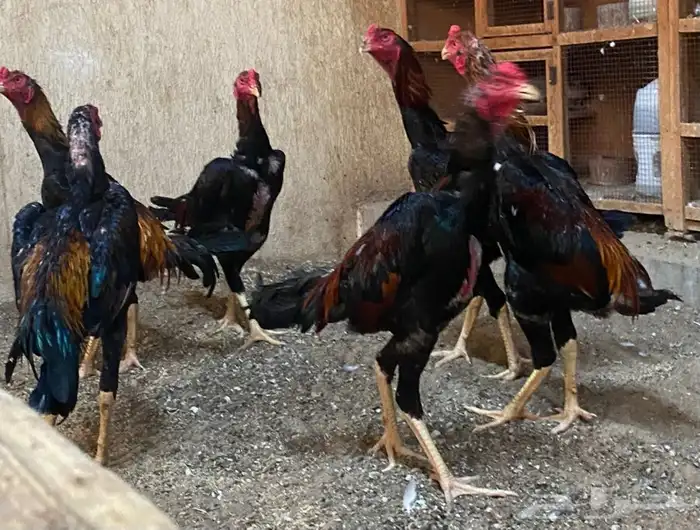ديوك برازيلية محاربة صنف عالي مميز وفاخر ( تم البيع ) 2
