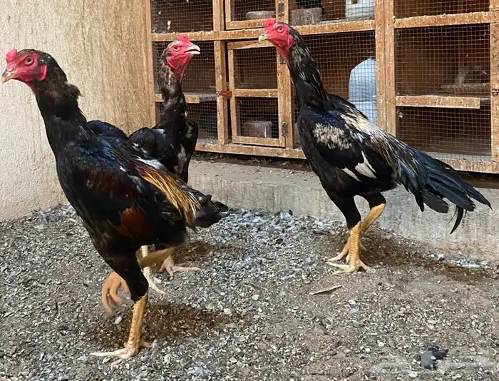 ديوك برازيلية محاربة صنف عالي مميز وفاخر ( تم البيع ) 20