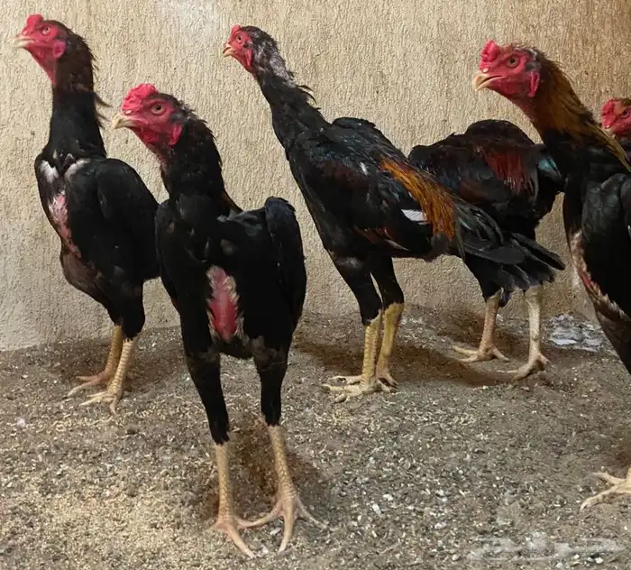 ديوك برازيلية محاربة صنف عالي مميز وفاخر ( تم البيع ) 45