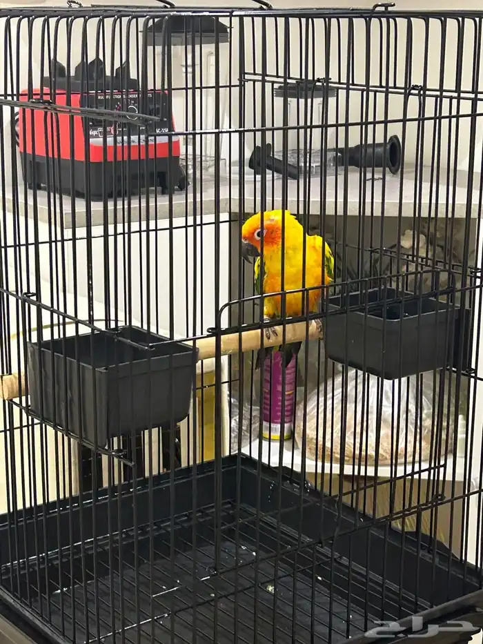 ببغاء صن كنيور تم البيع تابعو اعلاناتي السابقه 1