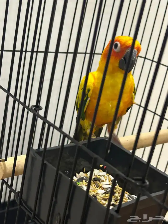 ببغاء صن كنيور تم البيع تابعو اعلاناتي السابقه 0