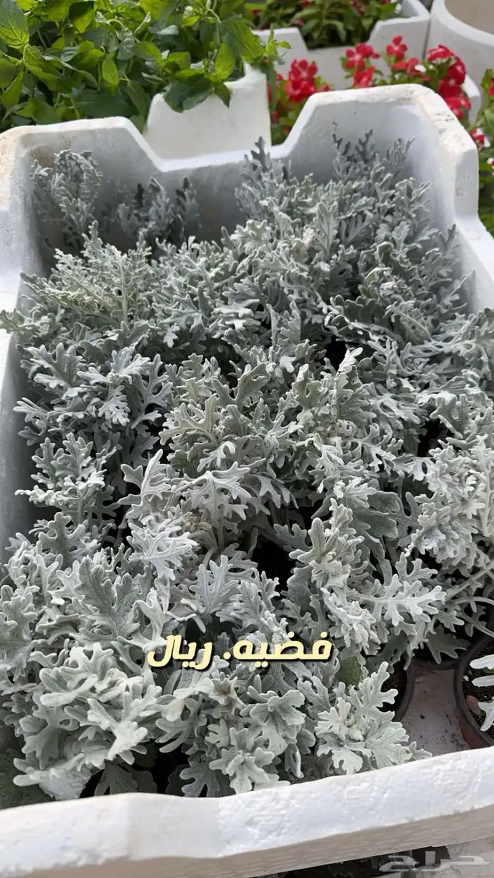 شتلات وورد وشتلات خضار واشجار زينه وداخليه 15