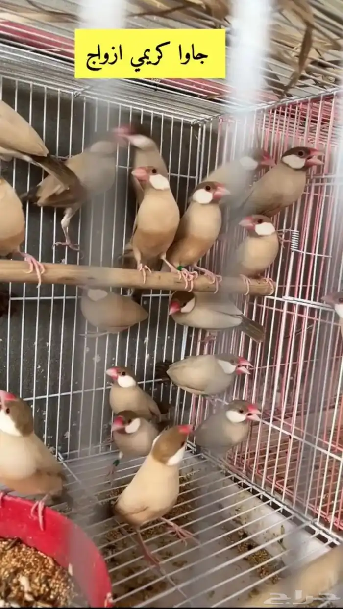 جاوا كريمي عيون حمر احجام سوبر جامبو ( تم البيع ) 1