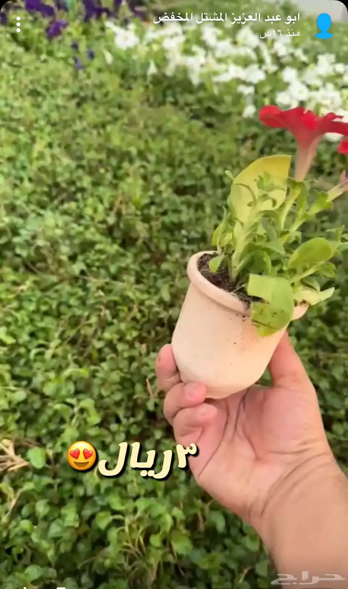 شتلات وورد وشتلات خضار واشجار زينه وداخليه 2