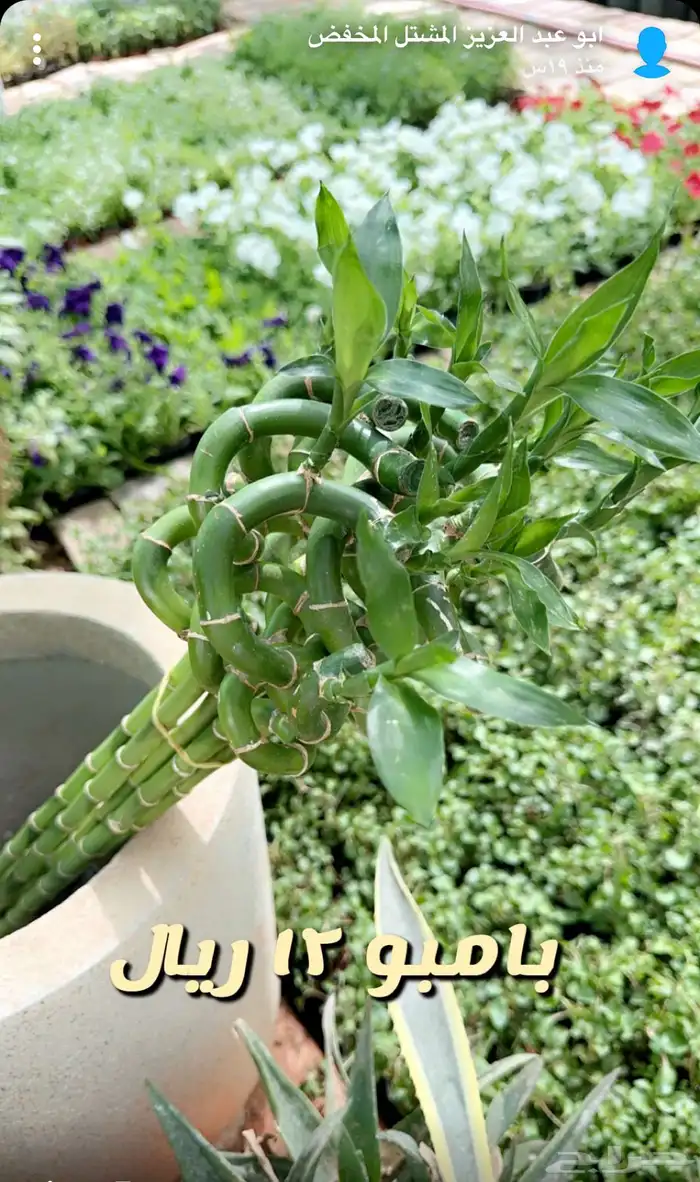 شتلات وورد وشتلات خضار واشجار زينه وداخليه 7