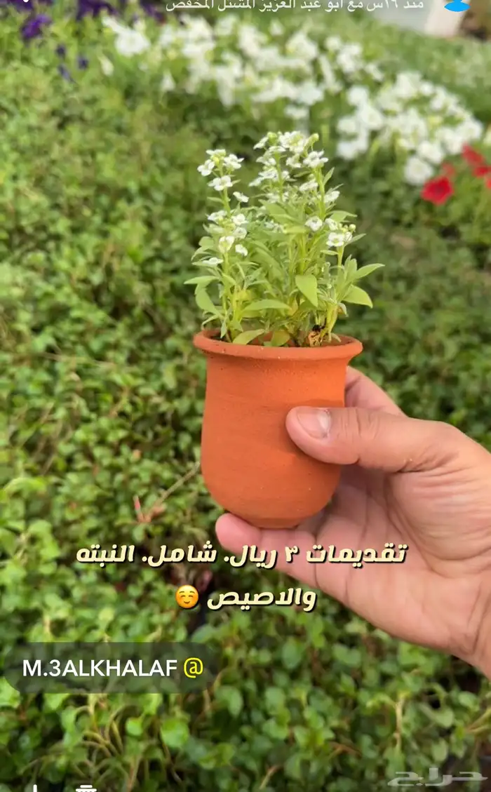 شتلات وورد وشتلات خضار واشجار زينه وداخليه 0