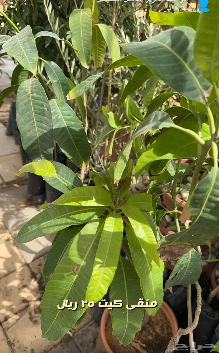 شتلات وورد وشتلات خضار واشجار زينه وداخليه 4