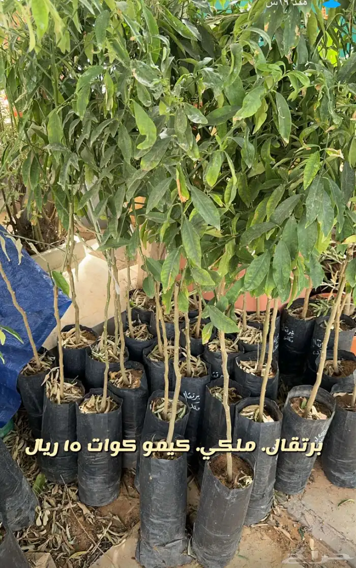 شتلات وورد وشتلات خضار واشجار زينه وداخليه 5