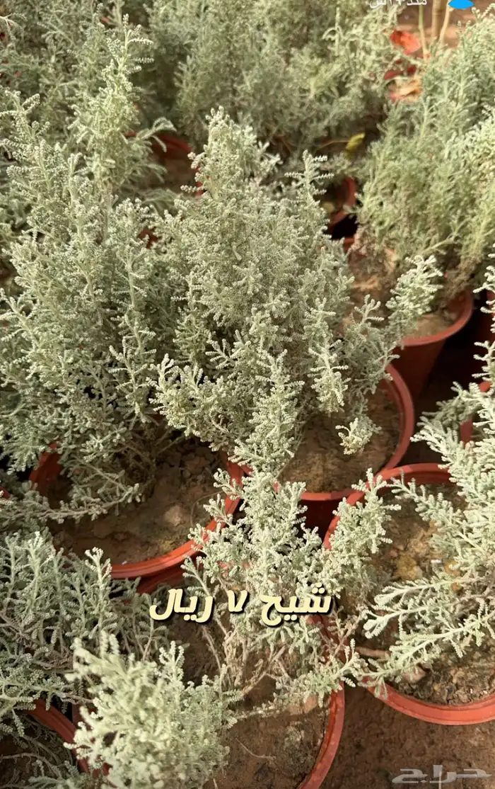 شتلات وورد وشتلات خضار واشجار زينه وداخليه 8