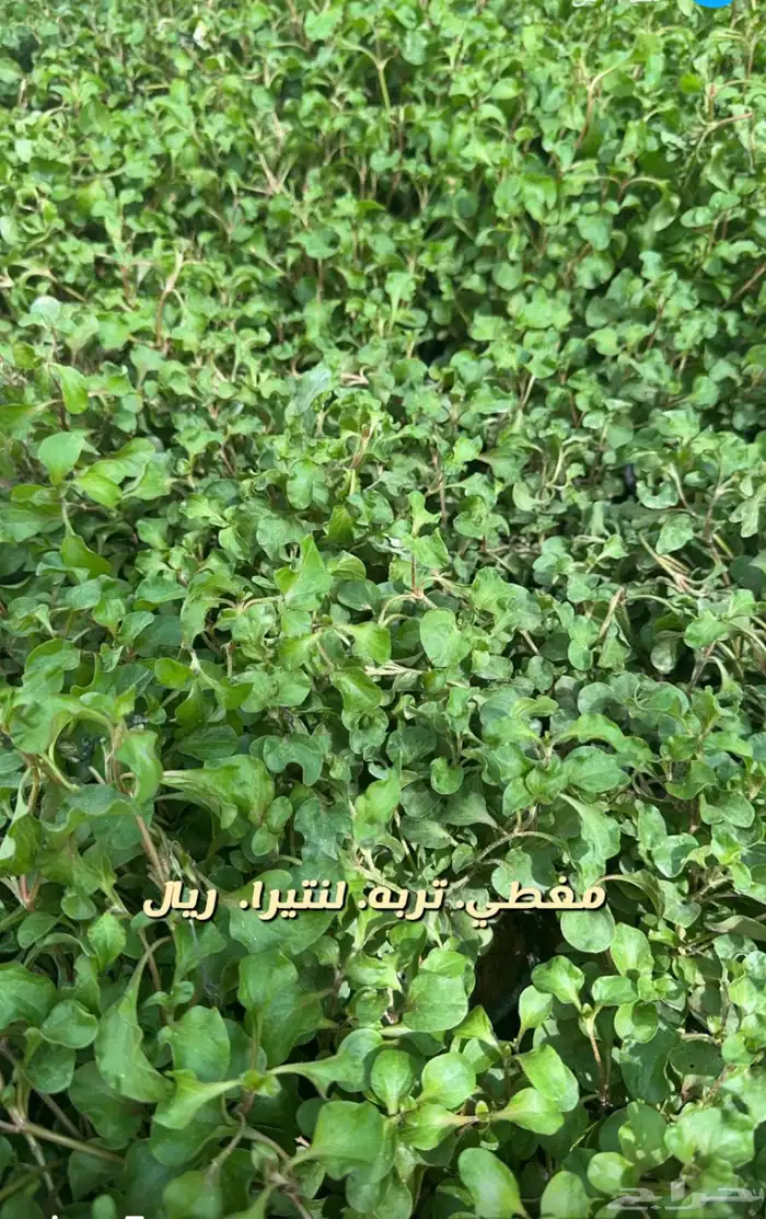 شتلات وورد وشتلات خضار واشجار زينه وداخليه 6