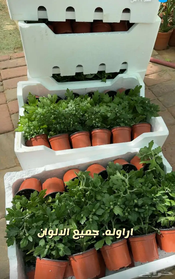 شتلات وورد وشتلات خضار واشجار زينه وداخليه 3