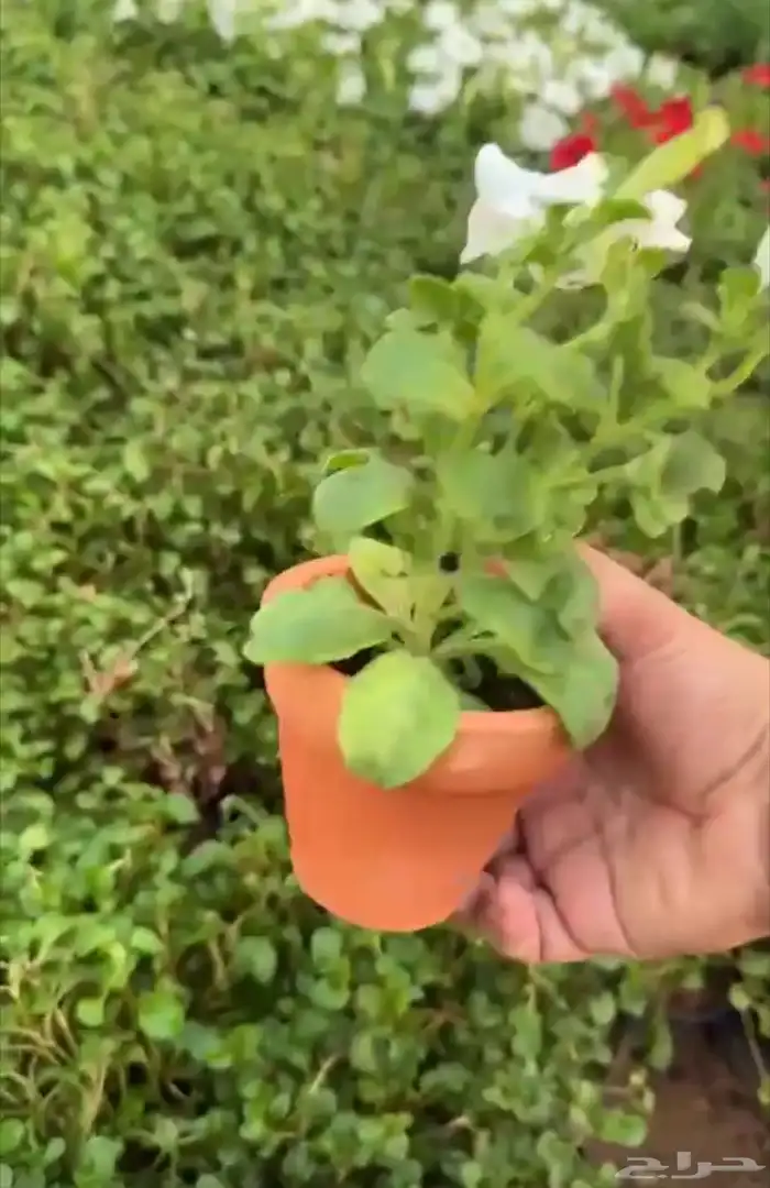 شتلات وورد وشتلات خضار واشجار زينه وداخليه 1