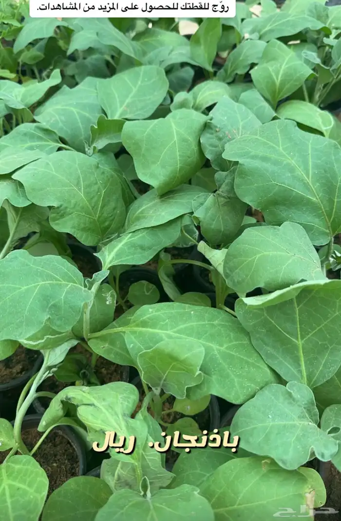 شتلات وورد وشتلات خضار واشجار زينه وداخليه 9