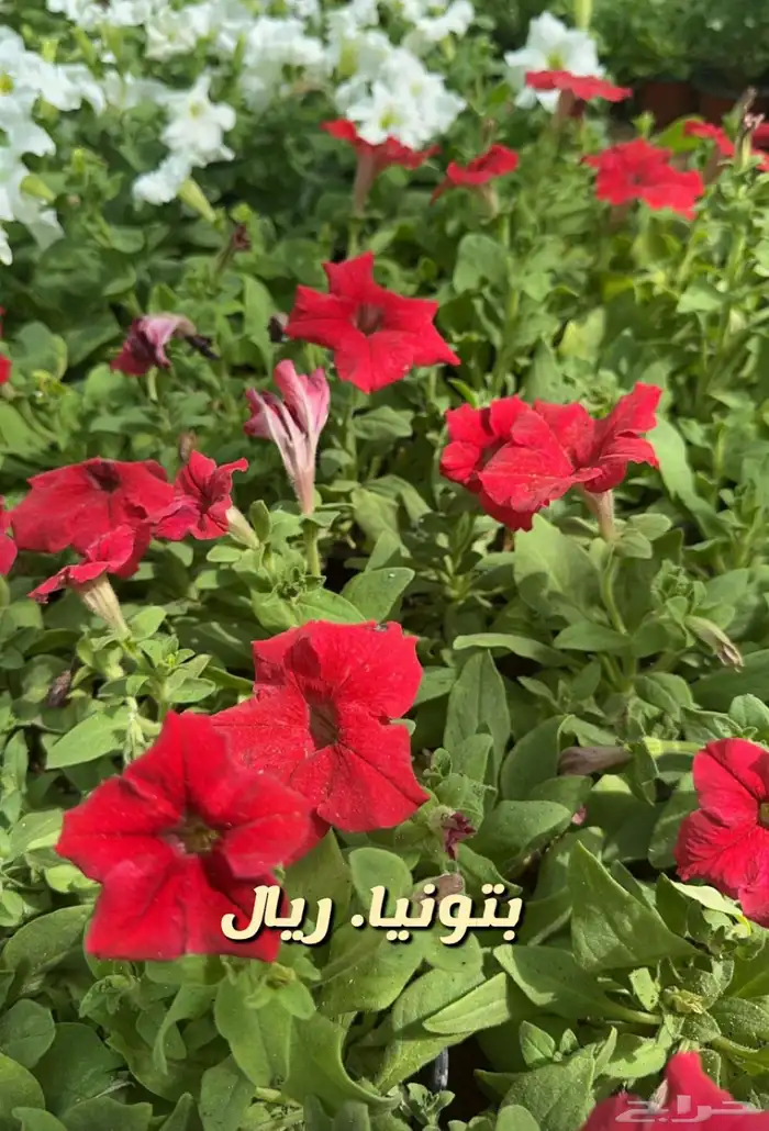 شتلات وورد وشتلات خضار واشجار زينه وداخليه 11