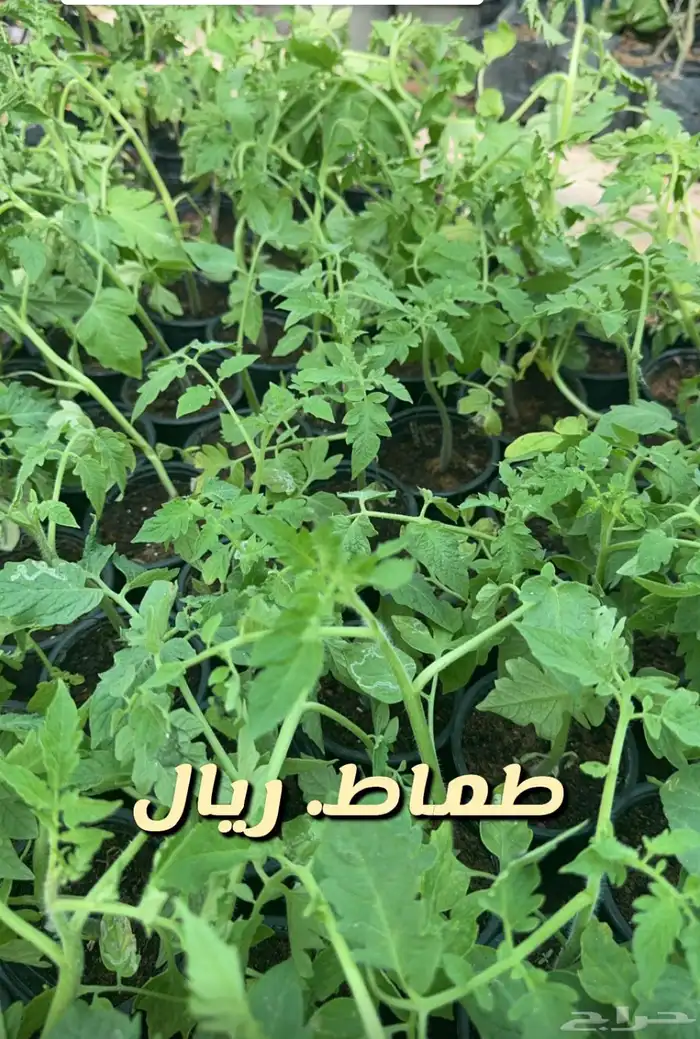 شتلات وورد وشتلات خضار واشجار زينه وداخليه 10