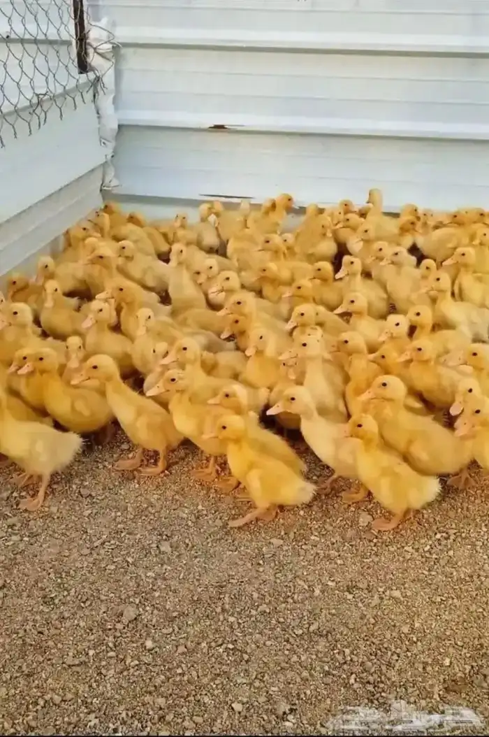 صوص بط و دجاج 1