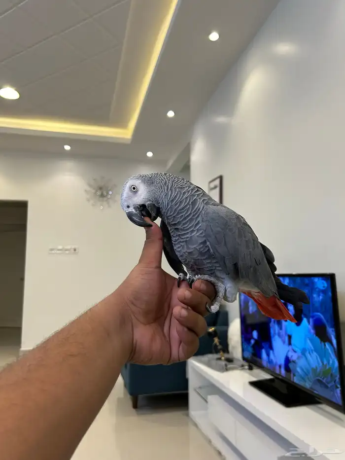 كاسكو انتاج محلي مجنون ولافه ومتكلم بالوجه وعلى تم البيع 8