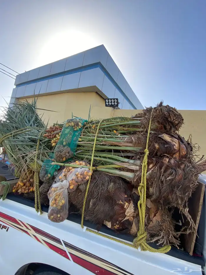 خلاص متواجد بحائل 2