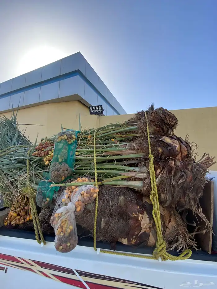 خلاص متواجد بحائل 5