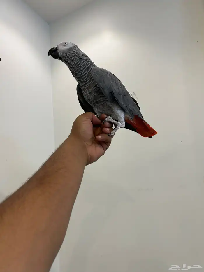 كاسكو انتاج محلي مجنون ولافه ومتكلم بالوجه وعلى تم البيع 2