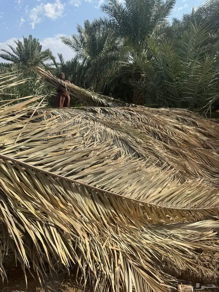 سعف نخل عسيب جريد 4