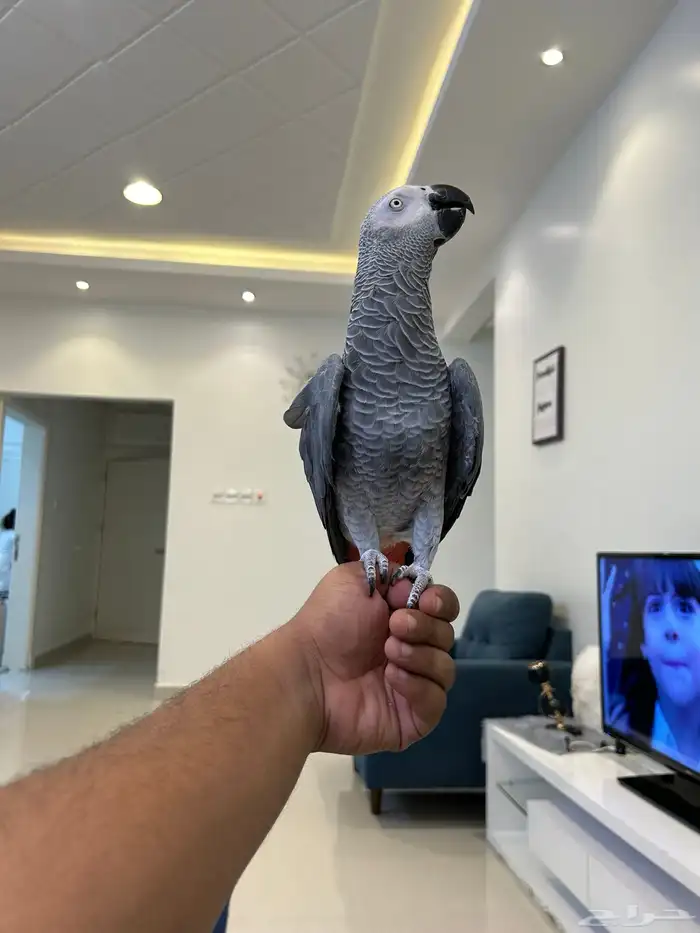 كاسكو انتاج محلي مجنون ولافه ومتكلم بالوجه وعلى تم البيع 0