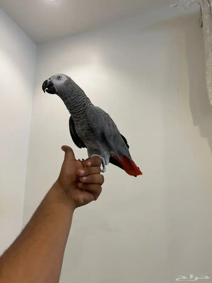 كاسكو انتاج محلي مجنون ولافه ومتكلم بالوجه وعلى تم البيع 3