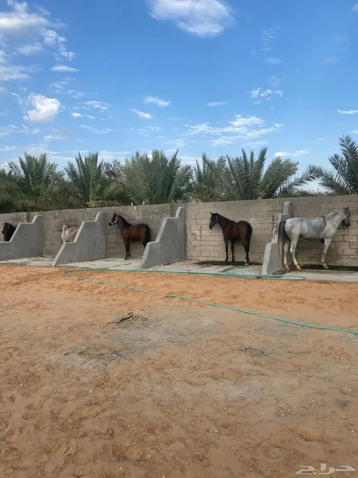 مربط ابلق 0
