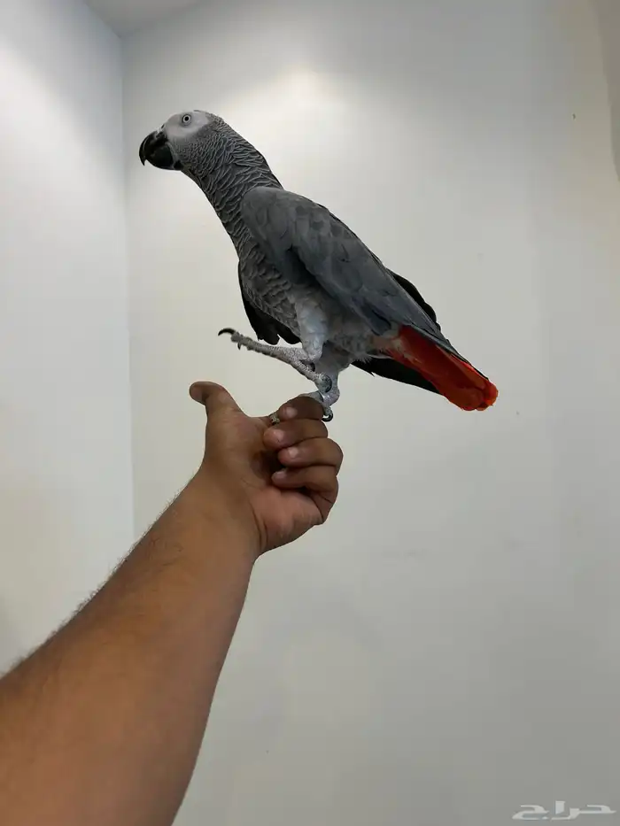 كاسكو انتاج محلي مجنون ولافه ومتكلم بالوجه وعلى تم البيع 6