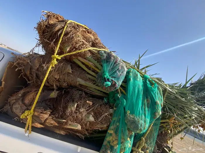 خلاص متواجد بحائل 1