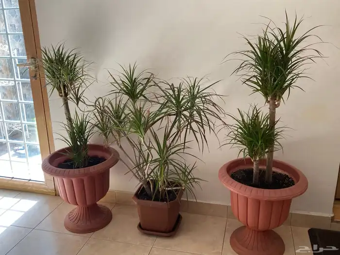 نباتات زينة منزلية 0