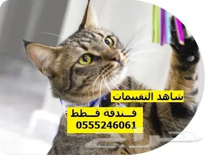 فندقة قطط وطيور 6061 24 0555 شاهد التقييمات 2