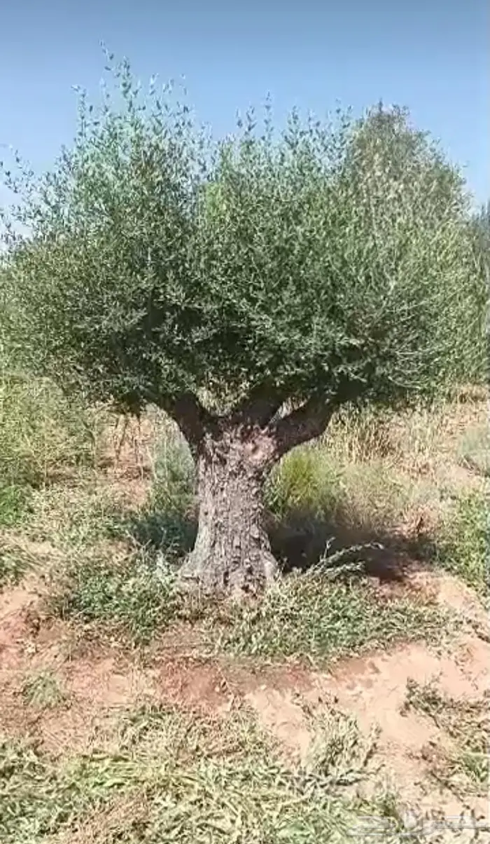 شجر زيتون للبيع معمر وغير معمر 9