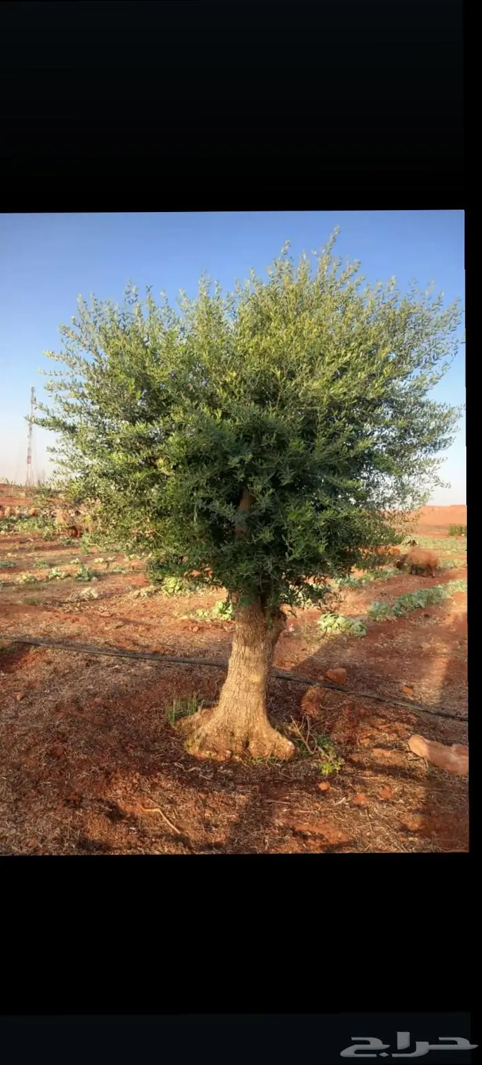 شجر زيتون للبيع معمر وغير معمر 4
