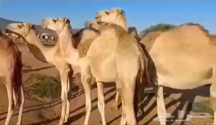 استيراد مواشي ( غنم _ ابل ) 3