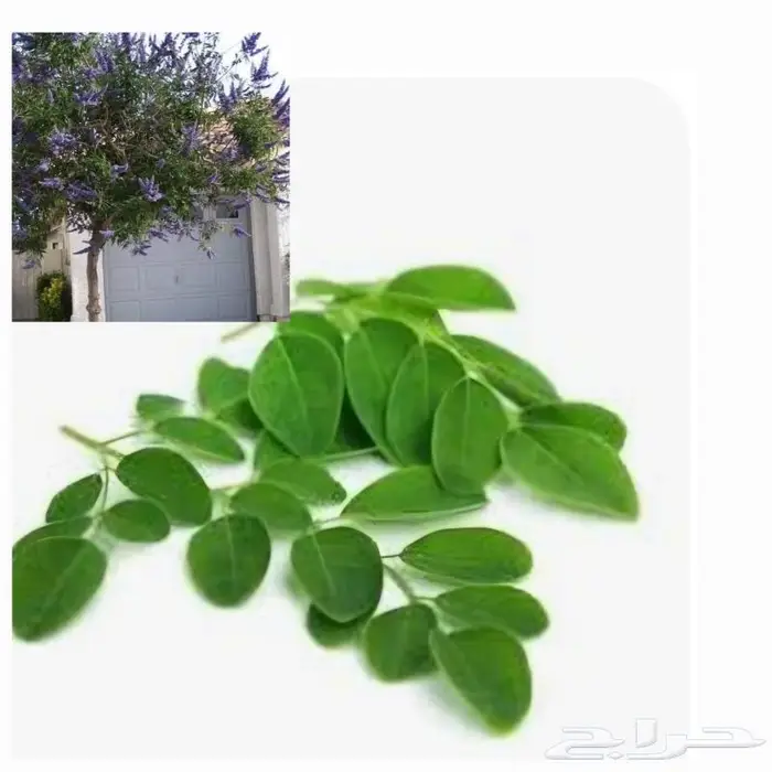 مورنقا وشتلات كف مريم15 ريال 0